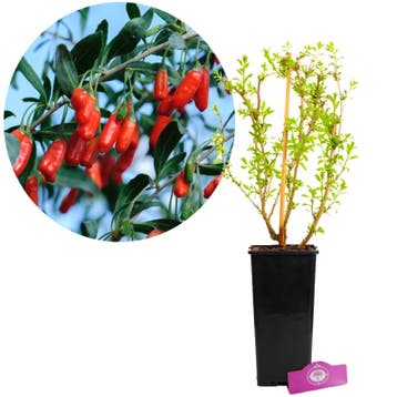 Lycium barbarum Little Goji + pot 17cm, Verzenden, Volle zon