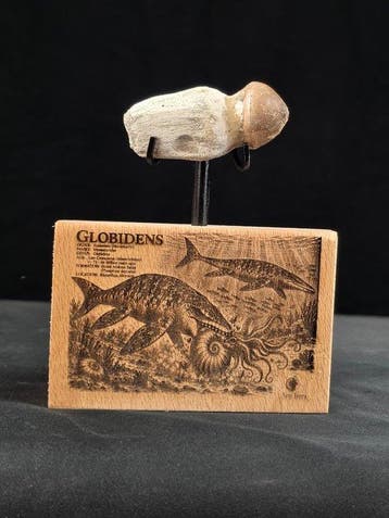 Fossiele tand - Globidens (Zonder minimumprijs), Verzamelen