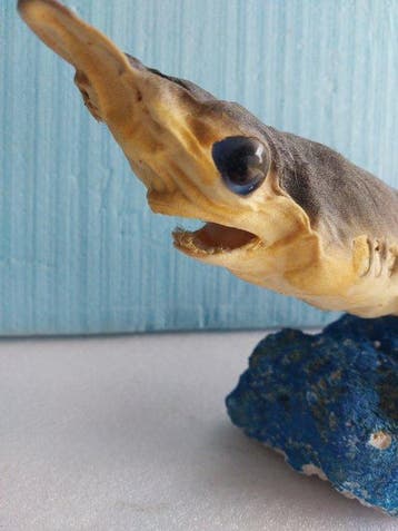 Haai Mustelus sp. Taxidermie volledige montage - Mustelus