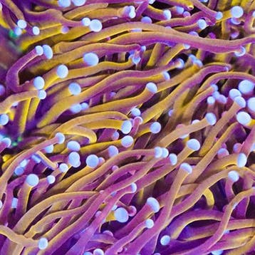 Euphyllia Glabrescens Golden Torch Indo (2 koppen), Dieren en Toebehoren, Ophalen of Verzenden, Nieuw