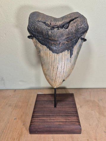 Large Megalodon tooth with stand! - Fossiele tand - Otodus, Verzamelen