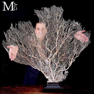 Monumentaal - Zeldzame grote witte Gorgonia Grote witte, Antiek en Kunst