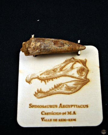 Spinosaurus - Gefossiliseerde slagtand - Spinosaurus