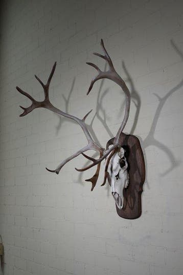 Reindeer skull with Antlers - Norway Schedel met gewei -, Nieuw