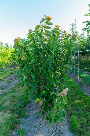 Tilia henryana meerstammig 300-350, Tuin en Terras