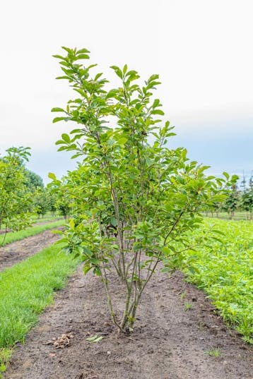Magnolia x soulangeana meerstammig 200-250