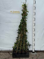 Groene Klimop, Vaste plant, Halfschaduw, Zomer, Ophalen