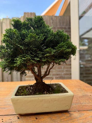 Hinoki cipres bonsai (Chamaecyparis obtusa) - Hoogte (boom):