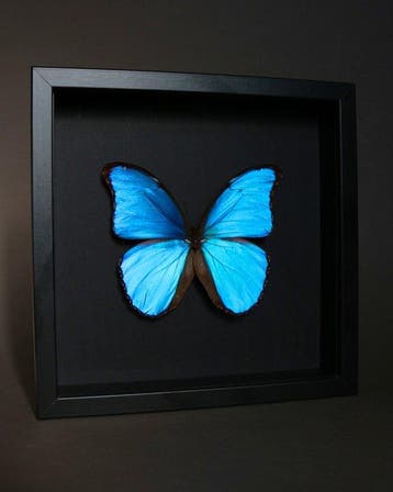 Vlinder Taxidermie volledige montage - Morpho didius - 23 cm