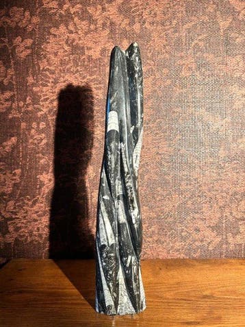 Orthoceras Sp. - Fossiele matrix - 51 cm - 10 cm