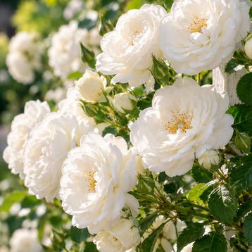 Roos ‘Kent / White Cover’ Sierplanten, Wit, Tuin en Terras, Verzenden, Overige soorten, Struik