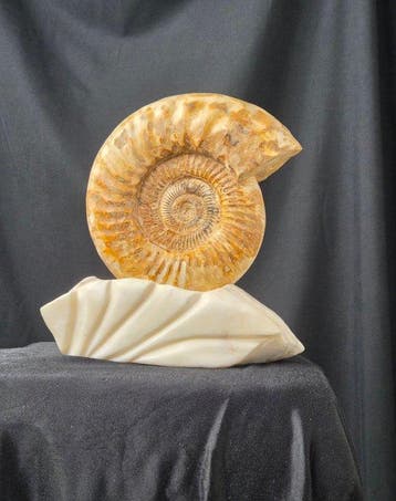 Ammoniet - Gefossiliseerd dier - Large Ammonite Fossil on, Verzamelen