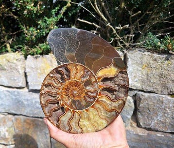 Big Ammonite - Gefossiliseerd dier - Aioloceras besairie -