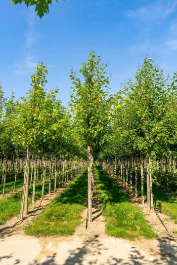 Acer x freemanii Autumn Blaze hoogstam