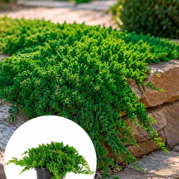 Juniperus procumbens Nana container (19) Coniferen, Groe, Verzenden, Conifeer, Struik