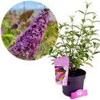 Buddleja Pink Delight + pot 19cm, Tuin en Terras, Verzenden