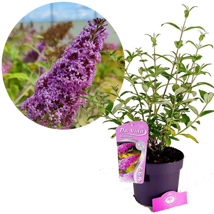 Buddleja Pink Delight + pot 19cm, Tuin en Terras, Planten | Tuinplanten, Verzenden