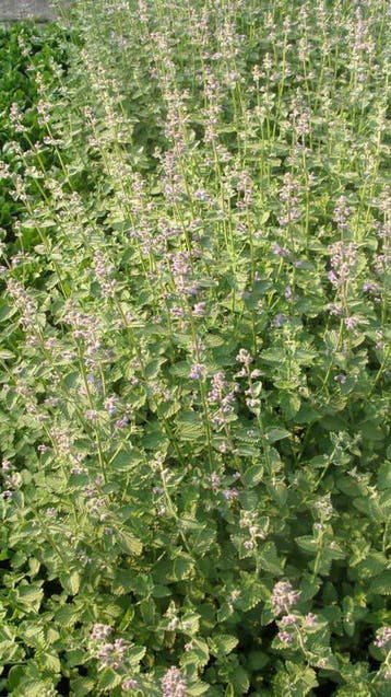 Nepeta faassenii Six Hills Giant Walker's Low Kattekruid, Verzenden, Zomer, Vaste plant, Volle zon