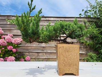Jeneverbes bonsai (Juniperus) - Hoogte (boom): 11 cm -