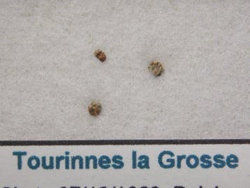 Tourinnes la Grosse Chondriet L6 - 0.01 g - (1)