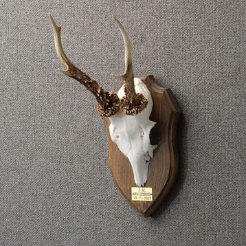 Reebok Gewei Taxidermie Opgezette Dieren By Max, Ophalen of Verzenden, Nieuw, Wild dier, Opgezet dier