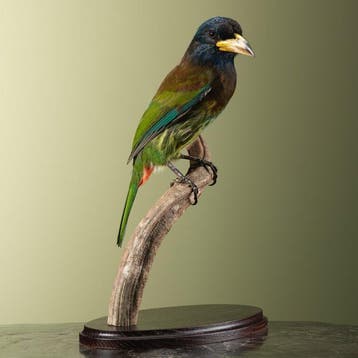 Baardvogel Taxidermie volledige montage - Psilopogon virens, Nieuw