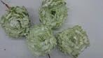 Pioenroos LichtGroen Foam de luxe 12 cm pak 4 stuks, Ophalen of Verzenden, Nieuw