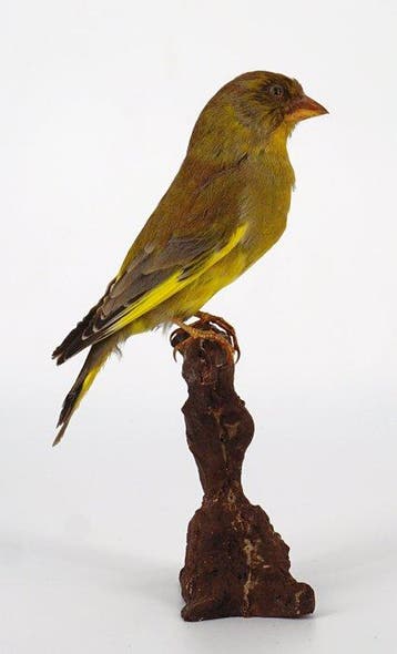Verdone Taxidermie volledige montage - Chloris chloris (with, Nieuw