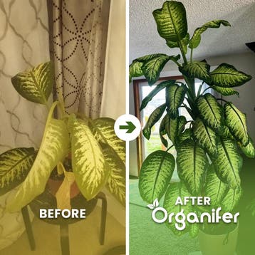 Dieffenbachia Vloeibare Meststof - 5x1 liter, Verzenden, Mest