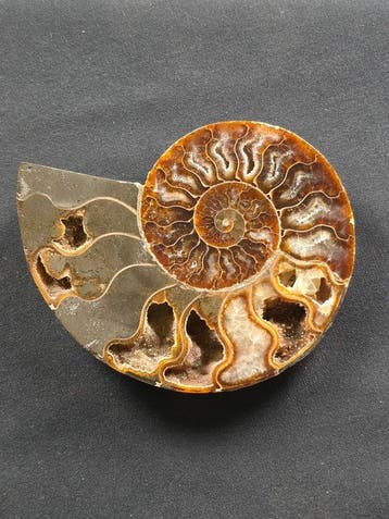 Ammoniet - Gefossiliseerd dier - Aioloceras (Cleoniceras)