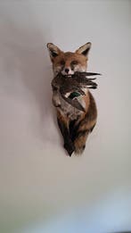Rode vos Taxidermie volledige montage - Fox shoulder mount, Verzamelen, Dierenverzamelingen, Nieuw