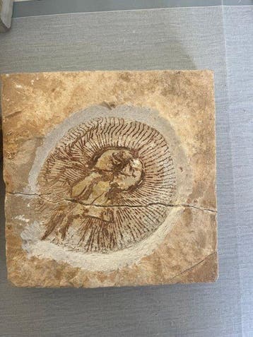 Vis - Gefossiliseerd dier - Cyclobatis