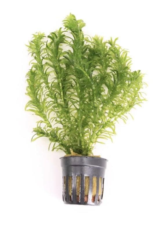 Eleodea Densa (Aquariumplanten, Aquarium producten), Dieren en Toebehoren, Vissen | Aquaria en Toebehoren, Plant(en), Steen of Hout