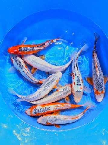Hirasawa Marusei  32-40 cm (Japanse Koi), Dieren en Toebehoren, Vissen | Vijvervissen, Karper of Koi