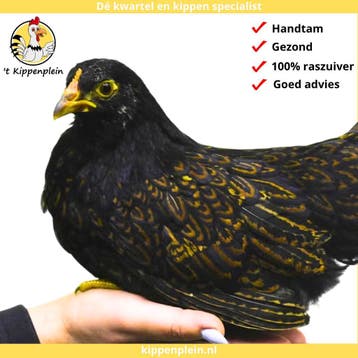 Barnevelder Kriel - Jonge Hennen te Koop - Handtam, Dieren en Toebehoren, Meerdere dieren, Kip