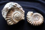 Ammoniet en zijn afdruk - Gefossiliseerde schelp - Aegoceras, Verzamelen
