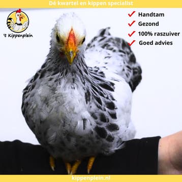 Wyandotte Kriel - Jonge Hennen te Koop - Handtam, Vrouwelijk, Kip