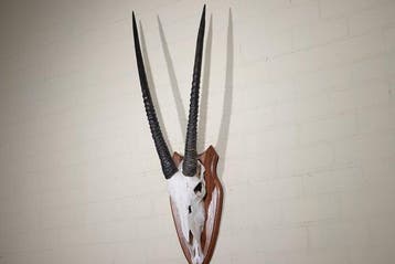 Gemsbok schedel Schedel van een zoogdier - Oryx gazella - 34, Nieuw