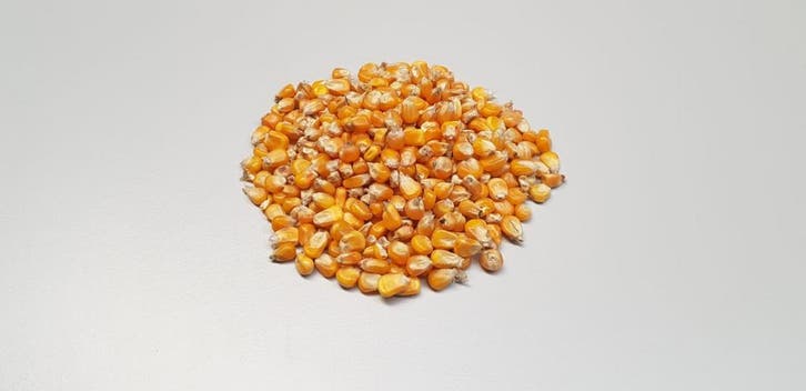 mais granen tarwe veevoeding voer dier voeding brok, Dieren en Toebehoren, Dierenvoeding, Vee, Ophalen of Verzenden