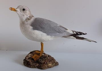 Gewone meeuw - Taxidermie volledige montage - Larus canus, Nieuw