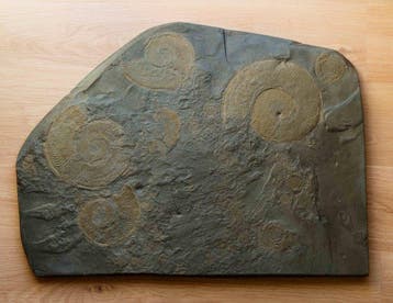 Ammoniet - Gefossiliseerd dier - Harpoceras falcifer - 53 cm
