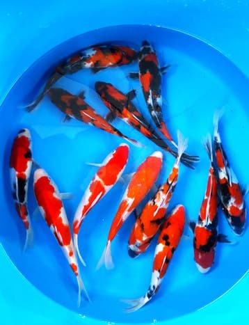 Hirasawa Marusei 27-32cm (Japanse Koi), Karper of Koi