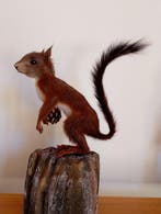 Eekhoorn Taxidermie volledige montage - Sciurus vulgaris -, Antiek en Kunst, Curiosa en Brocante