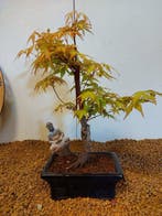 Japanese maple bonsai (Acer palmatum) - Hoogte (boom): 30 cm