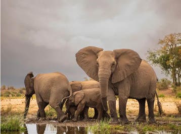 Vakantie in NL? Kies voor een droomreis naar Zuid-Afrika!