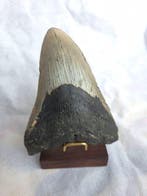 Silvery colored Megalodon tooth - Fossiele tand - Otodus