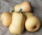 Butternut butterbaby f1 pmt aanrader eenpersoonsflespompoen, Ophalen of Verzenden, Nieuw