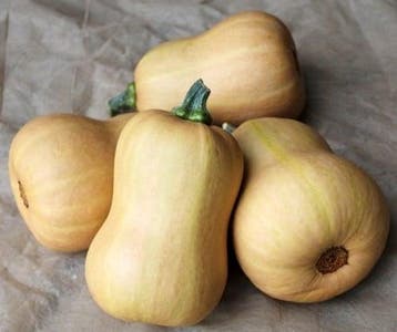 Butternut butterbaby f1 pmt aanrader eenpersoonsflespompoen, Ophalen of Verzenden, Nieuw