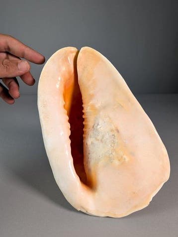 Majestueuze hoornshelm Zeeschelp - Cassis cornuta (Zonder, Nieuw
