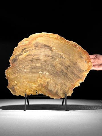 C- Prachtige grote plak versteend hout op een maatwerk